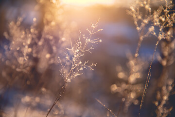 关于专注成功的事例