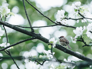送你两本关于植物的书
