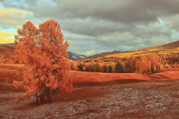 慢性病卡如何办理流程