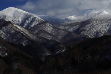 动物励志小故事